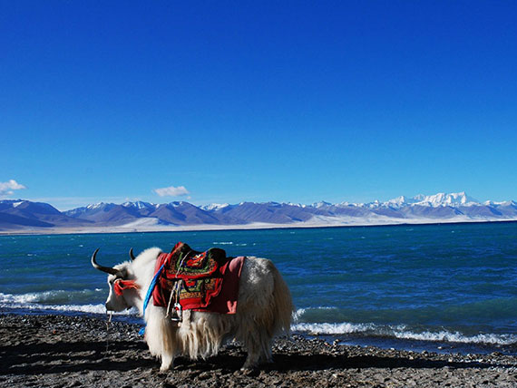 Lake Manasarovar Lake Manasarovar